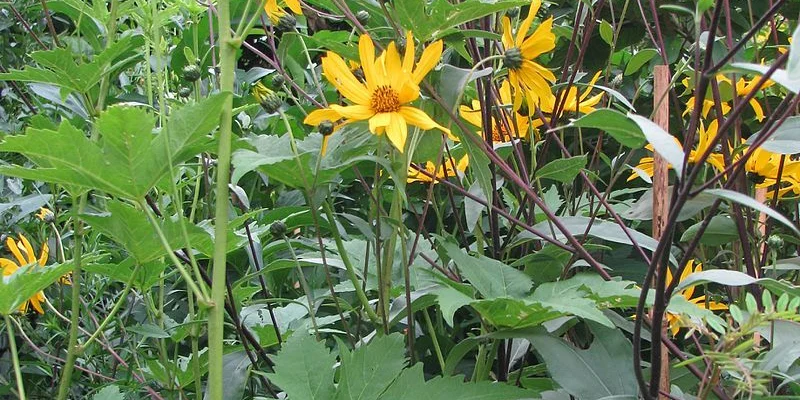 HELIANTHUS atrorubens