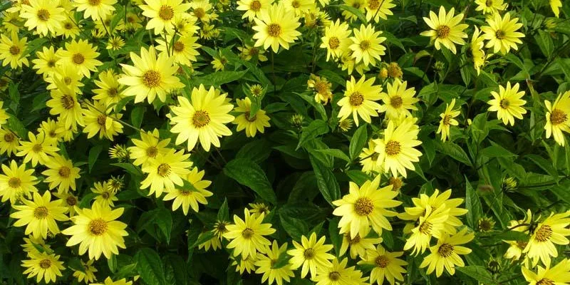 HELIANTHUS 'Lemon Queen' - Tournesol vivace