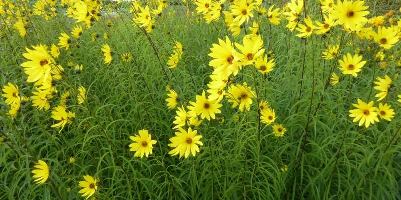 HELIANTHUS salicifolius