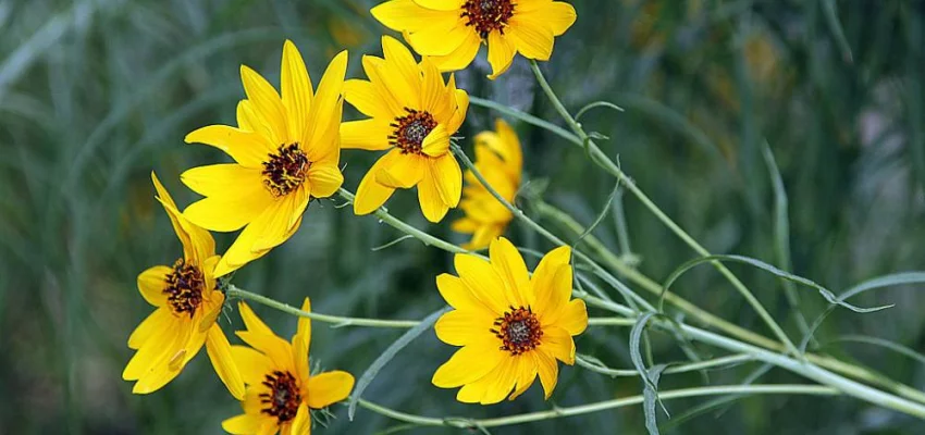 HELIANTHUS salicifolius