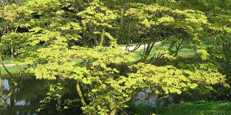 Érable du Japon 'Aconitifolium' - ACER palmatum 'Aconitifolium', érable japonais