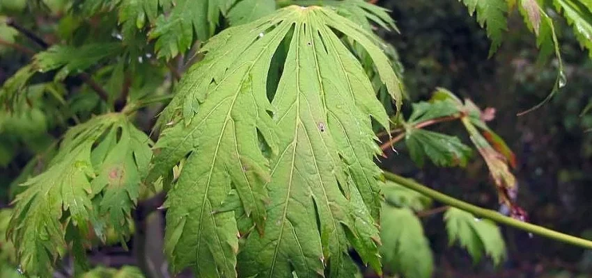 Érable du Japon 'Aconitifolium' - ACER palmatum 'Aconitifolium', érable japonais