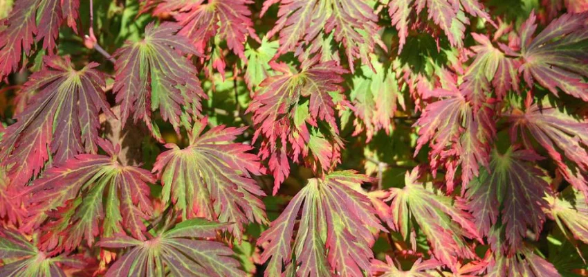 Érable du Japon 'Aconitifolium' - ACER palmatum 'Aconitifolium', érable japonais