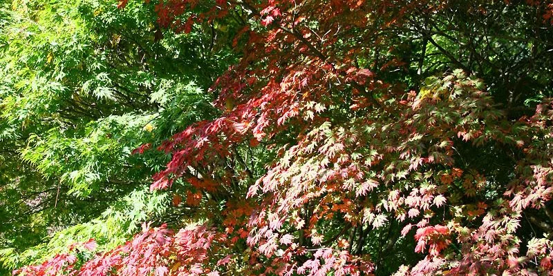 Érable du Japon 'Aconitifolium' - ACER palmatum 'Aconitifolium', érable japonais