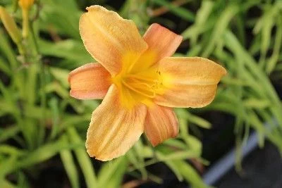 HEMEROCALLIS 'Baley Hay' - Hémérocalle, Lis d'un jour