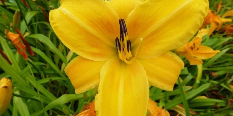 HEMEROCALLIS 'Chicago Sunrise' - Hémérocalle, Lis d'un jour