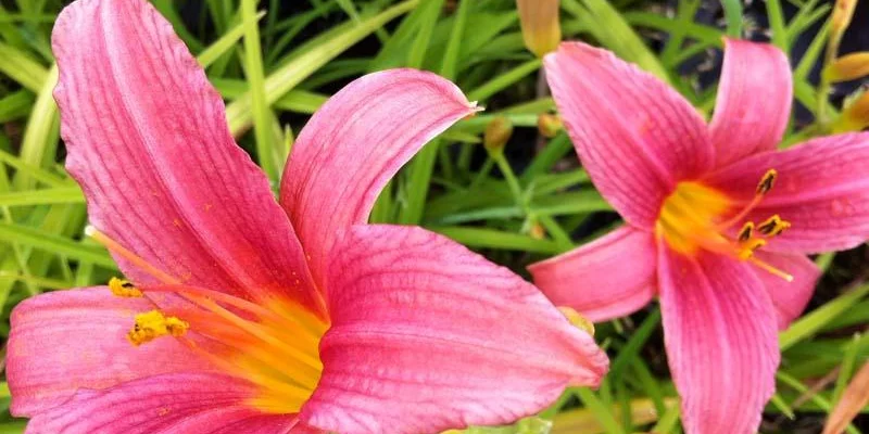 HEMEROCALLIS 'Pink Damask'