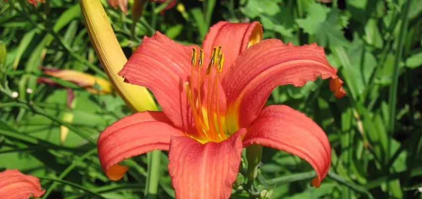 HEMEROCALLIS 'Pink Damask'