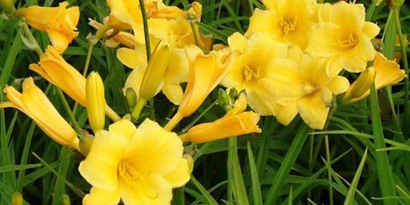 HEMEROCALLIS 'Stella de Oro' - Hémérocalle, Lis d'un jour