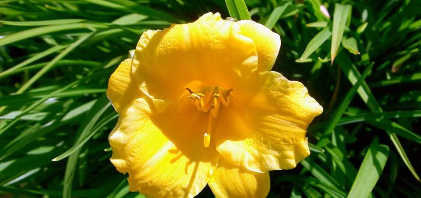 HEMEROCALLIS 'Stella de Oro' - Hémérocalle, Lis d'un jour