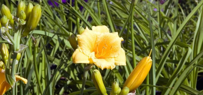 HEMEROCALLIS 'Stella de Oro' - Hémérocalle, Lis d'un jour