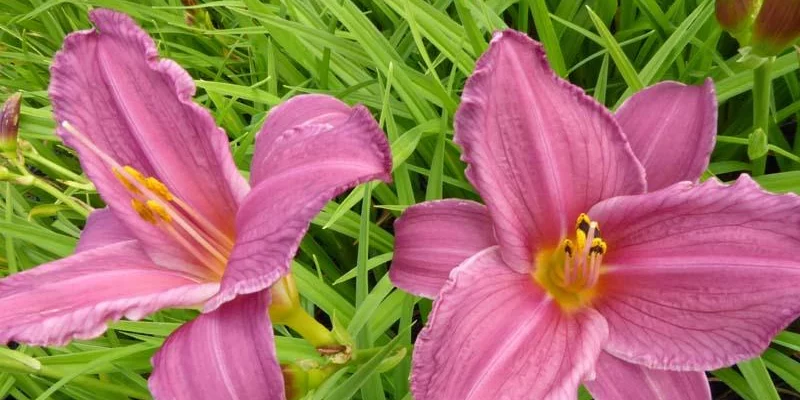 HEMEROCALLIS 'Summer Wine' - Hémérocalle, Lis d'un jour