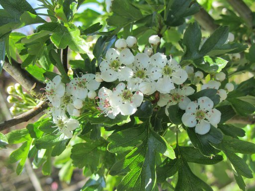 CRATAEGUS monogyna 'Stricta' - Aubépine fastigiée à fleurs 'Stricta'