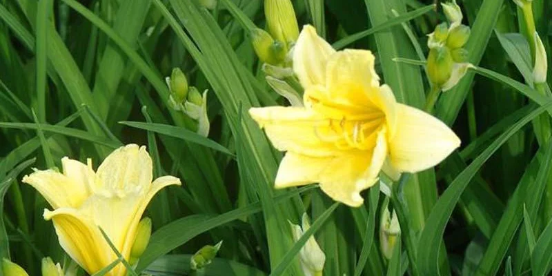 HEMEROCALLIS 'Lilioasphodelus' - Hémérocalle, Lis d'un jour