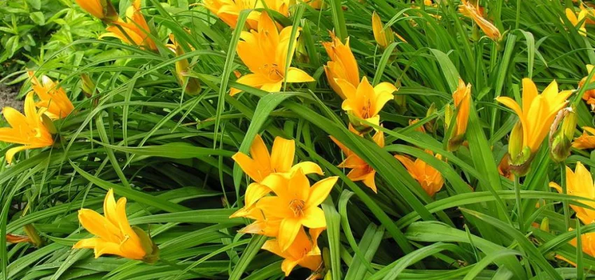 HEMEROCALLIS 'Lilioasphodelus' - Hémérocalle, Lis d'un jour