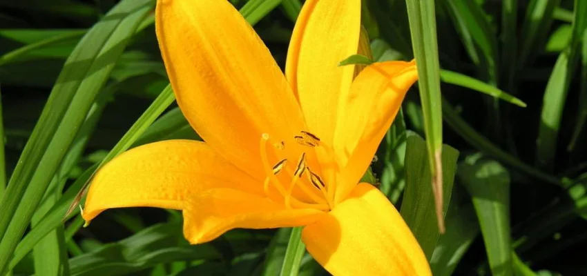 HEMEROCALLIS 'Lilioasphodelus' - Hémérocalle, Lis d'un jour