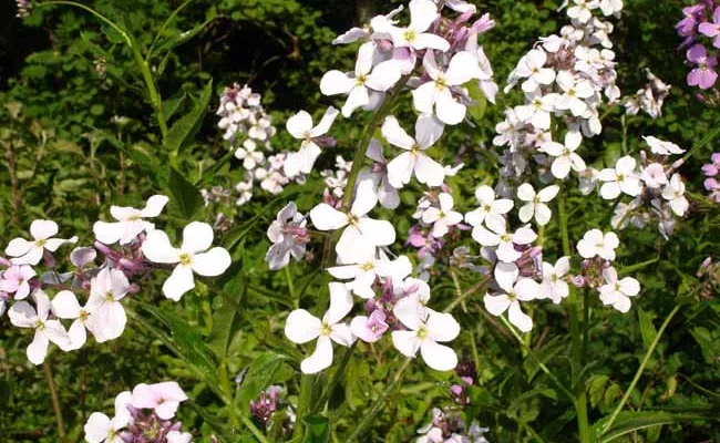 HESPERIS matronalis 'Alba' - Julienne