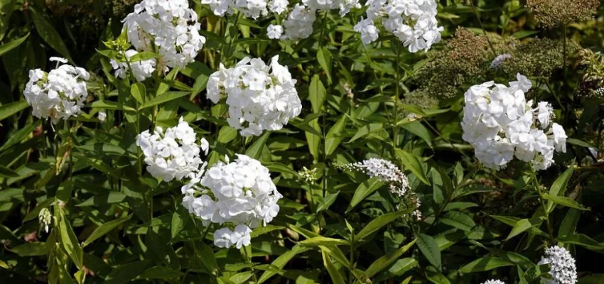 HESPERIS matronalis 'Alba' - Julienne