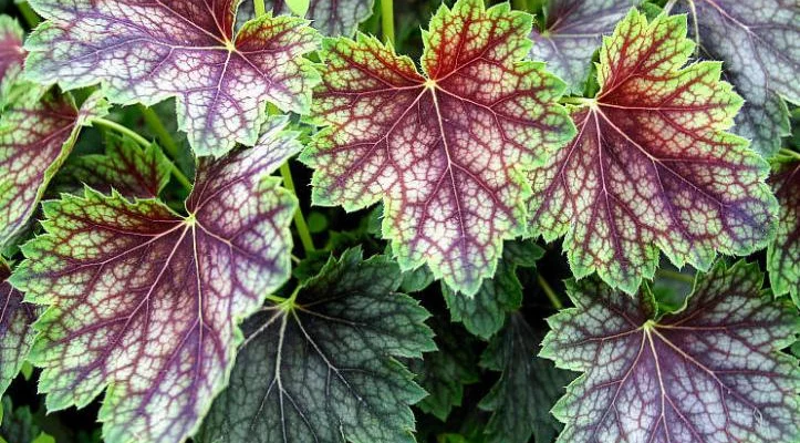 HEUCHERA 'Beauty Colour' - Heuchère