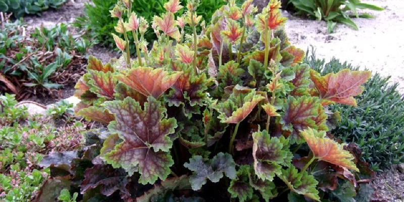 HEUCHERA 'Beauty Colour' - Heuchère