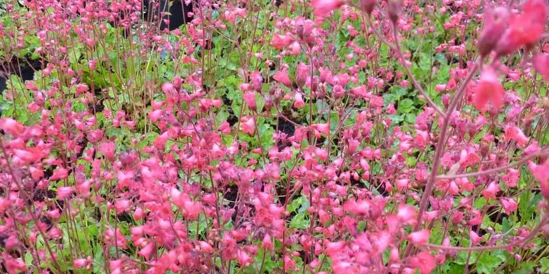 HEUCHERA brizoides 'Pluie de Feu' - Heuchère