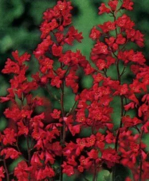 HEUCHERA brizoides 'Pluie de Feu' - Heuchère