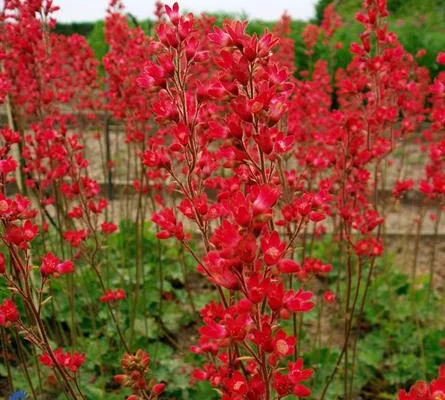 HEUCHERA brizoides 'Pluie de Feu' - Heuchère