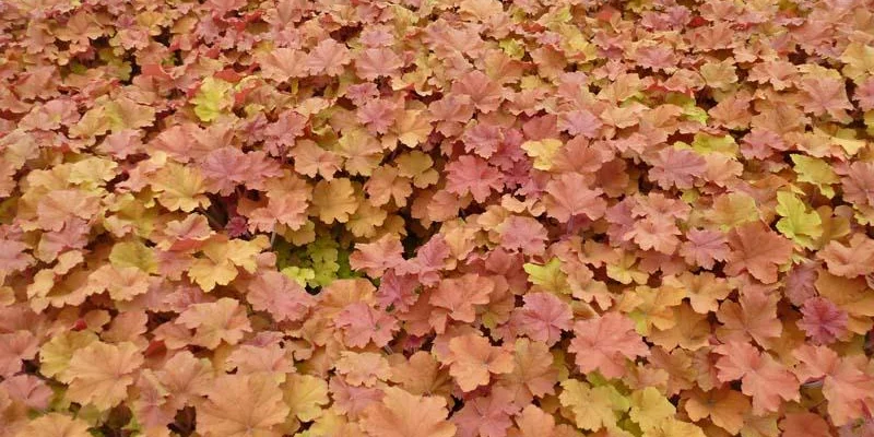 HEUCHERA 'Caramel'®