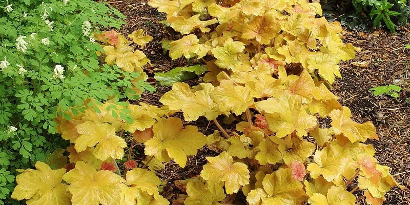 HEUCHERA 'Caramel'®