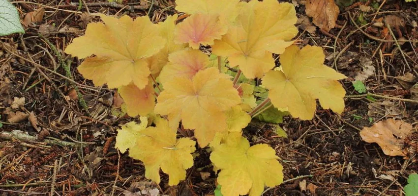 HEUCHERA 'Caramel'®