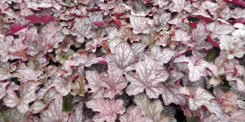 HEUCHERA 'Cascade Dawn' - Heuchère