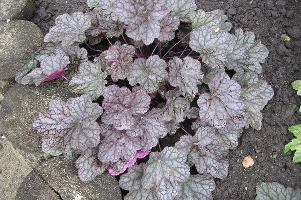 HEUCHERA 'Cascade Dawn' - Heuchère