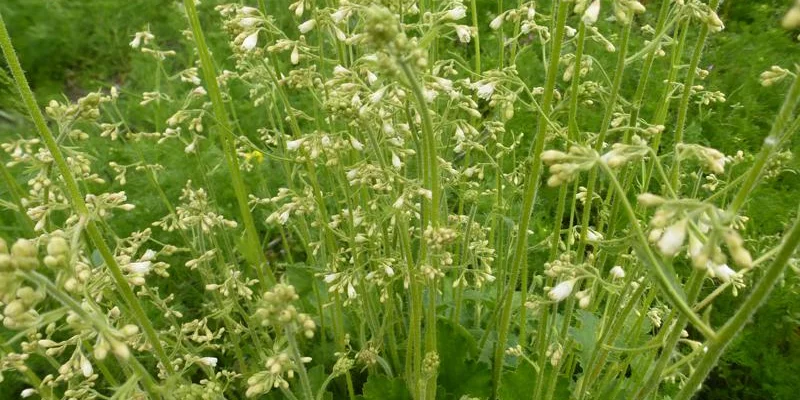 HEUCHERA brizoides 'Schneewittchen' - Heuchère