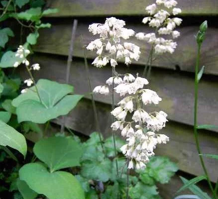 HEUCHERA brizoides 'Schneewittchen' - Heuchère