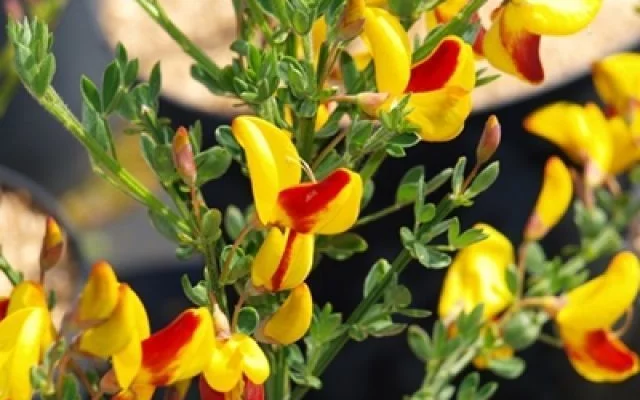 CYTISUS andreanus 'Splendens' - Genêt à balai, genêt 'Andreanus Splendens'