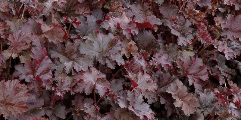 HEUCHERA 'Chocolate Ruffles' ® - Heuchère