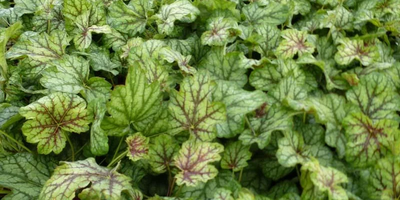 HEUCHERA 'Green Spice' - Heuchère