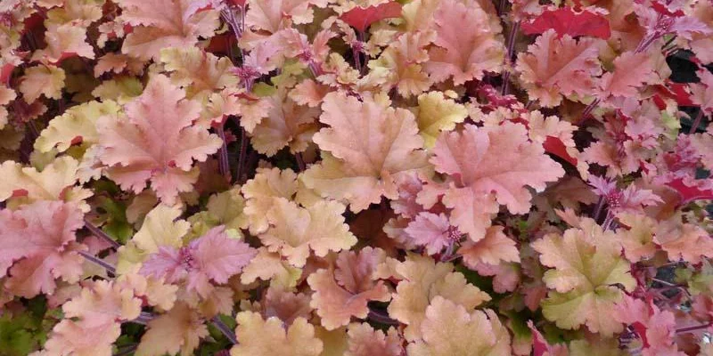 HEUCHERA 'Marmalade'®