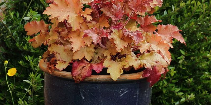 HEUCHERA 'Marmalade'®