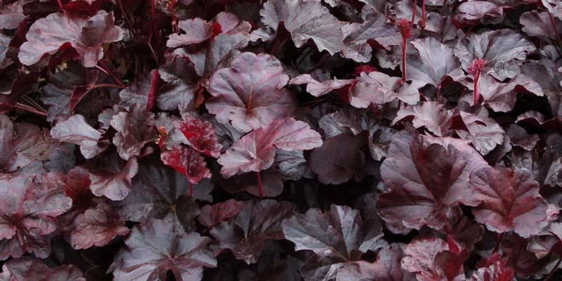 HEUCHERA 'Obsidian' ® - Heuchère