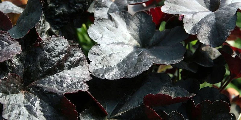 HEUCHERA 'Obsidian' ® - Heuchère