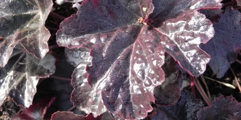 HEUCHERA 'Obsidian' ® - Heuchère