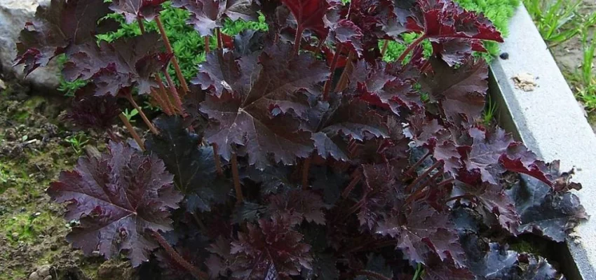 HEUCHERA micrantha 'Palace Purple' - Heuchère