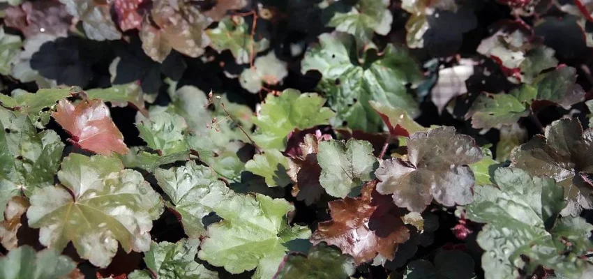 HEUCHERA micrantha 'Palace Purple' - Heuchère