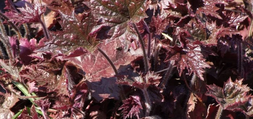 HEUCHERA micrantha 'Palace Purple' - Heuchère