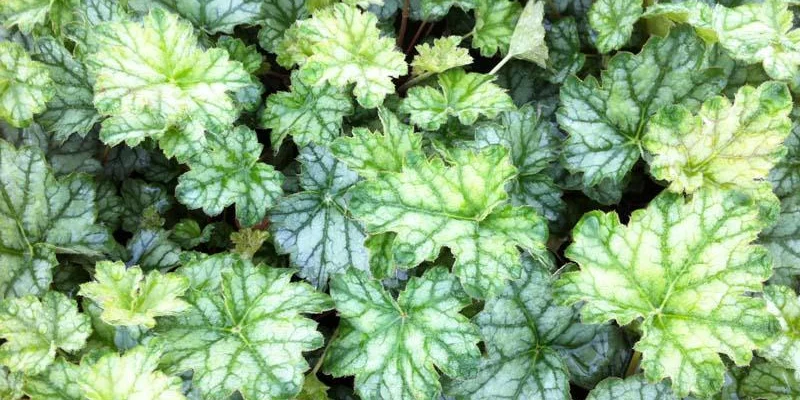 HEUCHERA 'Mint Frost' ®