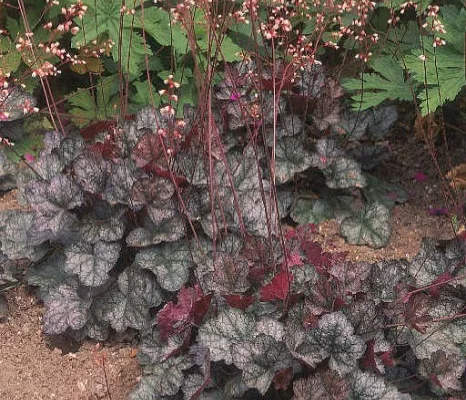 HEUCHERA 'Pewter Moon' - Heuchère