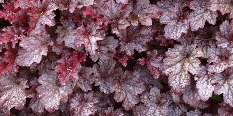 HEUCHERA 'Plum Pudding'®