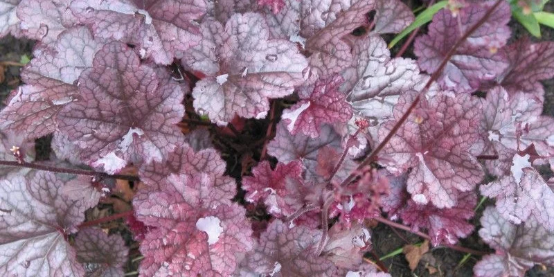 HEUCHERA 'Plum Pudding'®