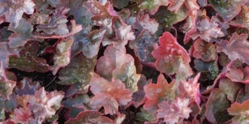 HEUCHERA 'Rachel' - Heuchère